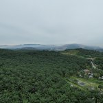palm plantation